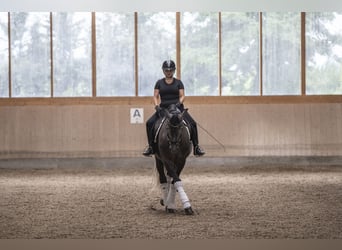 Oldenburger, Wallach, 4 Jahre, 168 cm, Rappschimmel