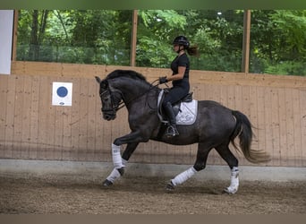 Oldenburger, Wallach, 4 Jahre, 168 cm, Rappschimmel