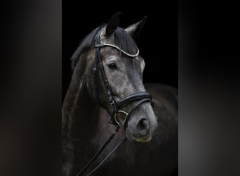Oldenburger, Wallach, 4 Jahre, 168 cm, Rappschimmel