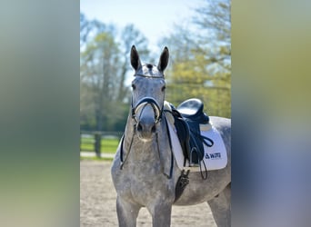 Oldenburger, Wallach, 4 Jahre, 168 cm, Schimmel