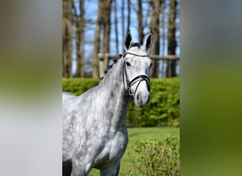 Oldenburger, Wallach, 4 Jahre, 168 cm, Schimmel