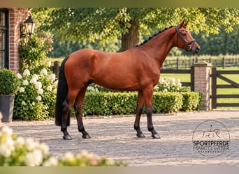 Oldenburger, Wallach, 4 Jahre, 169 cm, Brauner
