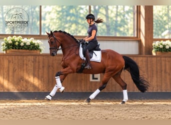 Oldenburger, Wallach, 4 Jahre, 169 cm, Brauner