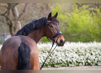 Oldenburger, Wallach, 4 Jahre, 169 cm, Brauner