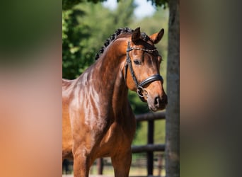 Oldenburger, Wallach, 4 Jahre, 169 cm, Brauner