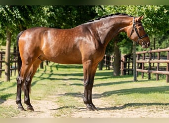 Oldenburger, Wallach, 4 Jahre, 169 cm, Brauner