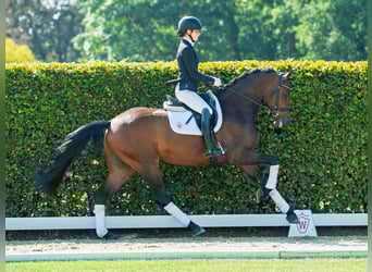 Oldenburger, Wallach, 4 Jahre, 169 cm, Brauner