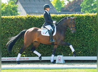 Oldenburger, Wallach, 4 Jahre, 169 cm, Brauner