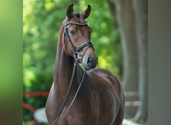 Oldenburger, Wallach, 4 Jahre, 169 cm, Brauner