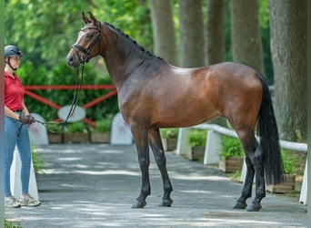 Oldenburger, Wallach, 4 Jahre, 169 cm, Brauner
