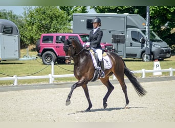 Oldenburger, Wallach, 4 Jahre, 169 cm, Brauner