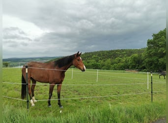 Oldenburger, Wallach, 4 Jahre, 169 cm, Brauner