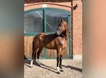 Oldenburger, Wallach, 4 Jahre, 169 cm, Brauner