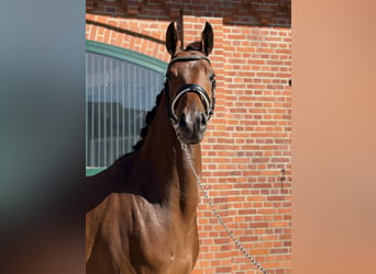 Oldenburger, Wallach, 4 Jahre, 169 cm, Brauner