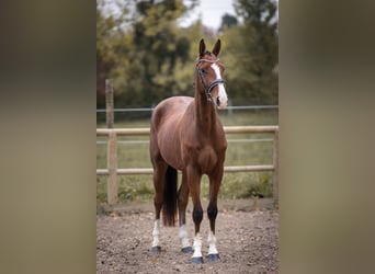 Oldenburger, Wallach, 4 Jahre, 169 cm, Brauner