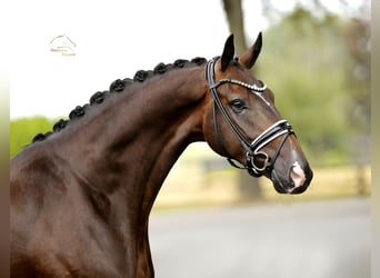 Oldenburger, Wallach, 4 Jahre, 169 cm, Brauner