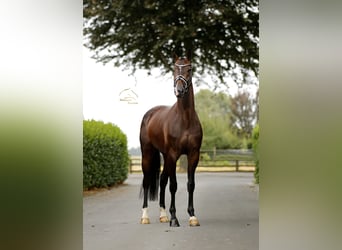 Oldenburger, Wallach, 4 Jahre, 169 cm, Brauner