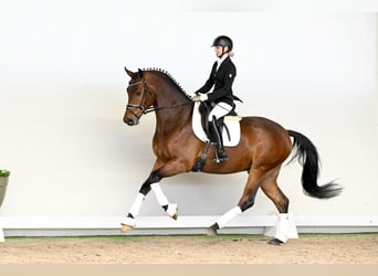 Oldenburger, Wallach, 4 Jahre, 169 cm