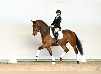 Oldenburger, Wallach, 4 Jahre, 169 cm