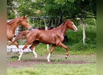Oldenburger, Wallach, 4 Jahre, 169 cm, Dunkelfuchs