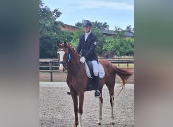 Oldenburger, Wallach, 4 Jahre, 169 cm, Dunkelfuchs