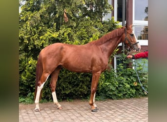 Oldenburger, Wallach, 4 Jahre, 169 cm, Dunkelfuchs