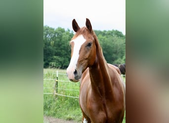 Oldenburger, Wallach, 4 Jahre, 169 cm, Dunkelfuchs