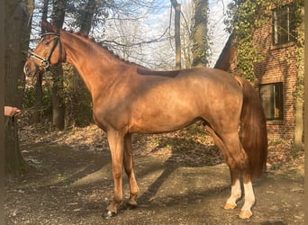 Oldenburger, Wallach, 4 Jahre, 169 cm, Fuchs