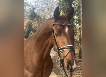 Oldenburger, Wallach, 4 Jahre, 169 cm, Fuchs