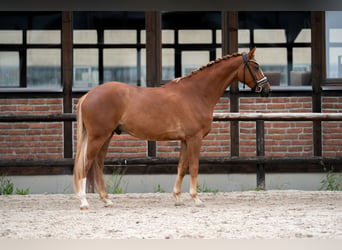 Oldenburger, Wallach, 4 Jahre, 169 cm, Fuchs