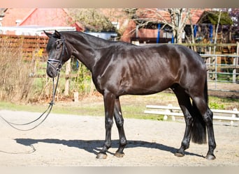 Oldenburger, Wallach, 4 Jahre, 169 cm, Rappe