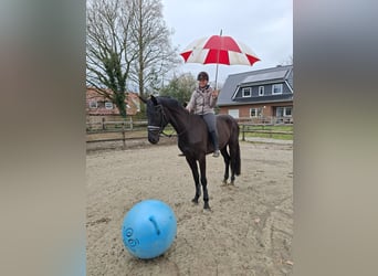 Oldenburger, Wallach, 4 Jahre, 169 cm, Rappe