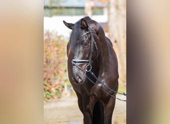 Oldenburger, Wallach, 4 Jahre, 169 cm, Rappe