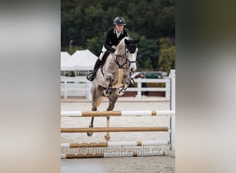 Oldenburger, Wallach, 4 Jahre, 169 cm, Schimmel