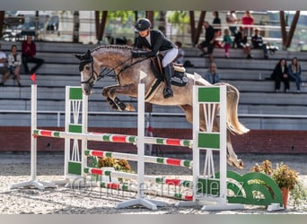 Oldenburger, Wallach, 4 Jahre, 169 cm, Schimmel