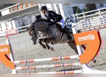 Oldenburger, Wallach, 4 Jahre, 169 cm, Schimmel