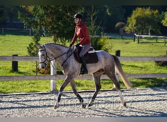 Oldenburger, Wallach, 4 Jahre, 169 cm, Schimmel