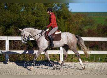 Oldenburger, Wallach, 4 Jahre, 169 cm, Schimmel