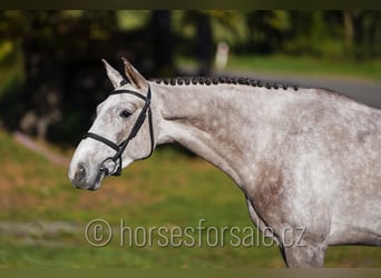 Oldenburger, Wallach, 4 Jahre, 169 cm, Schimmel