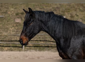 Oldenburger, Wallach, 4 Jahre, 170 cm, Brauner