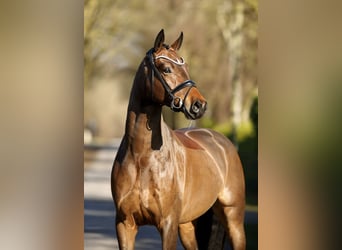 Oldenburger, Wallach, 4 Jahre, 170 cm, Brauner