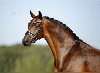 Oldenburger, Wallach, 4 Jahre, 170 cm, Brauner