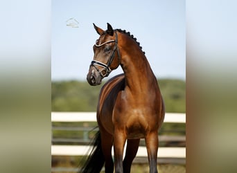 Oldenburger, Wallach, 4 Jahre, 170 cm, Brauner