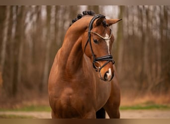 Oldenburger, Wallach, 4 Jahre, 170 cm, Brauner