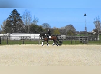 Oldenburger, Wallach, 4 Jahre, 170 cm, Brauner