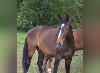 Oldenburger, Wallach, 4 Jahre, 170 cm, Brauner