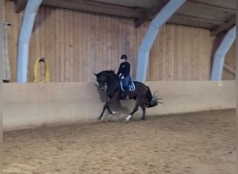 Oldenburger, Wallach, 4 Jahre, 170 cm, Brauner