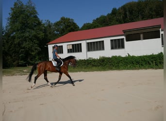 Oldenburger, Wallach, 4 Jahre, 170 cm, Brauner