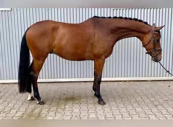 Oldenburger, Wallach, 4 Jahre, 170 cm, Brauner