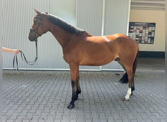 Oldenburger, Wallach, 4 Jahre, 170 cm, Brauner